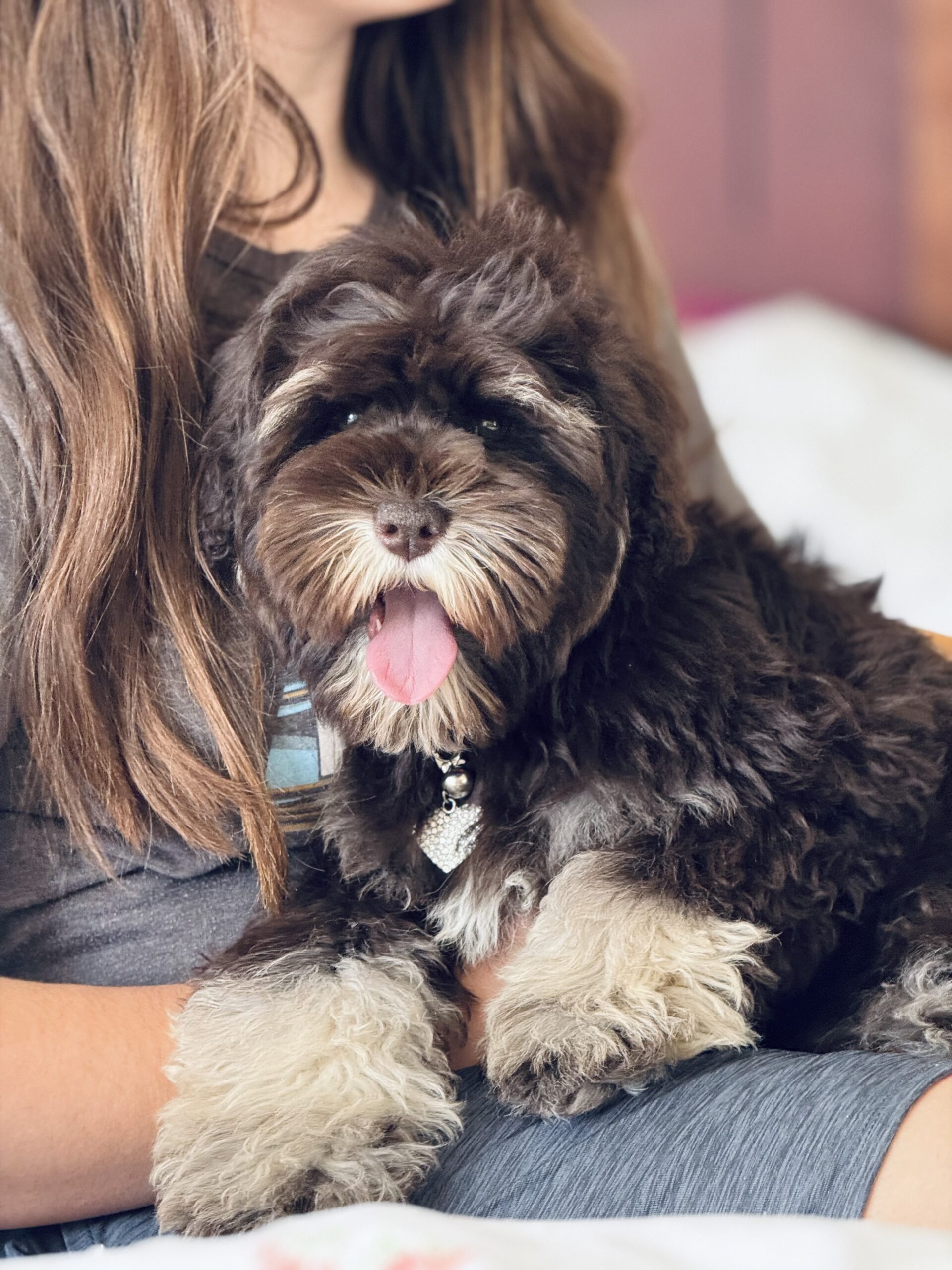 Sheepadoodle puppy compared to Goldendoodle breed