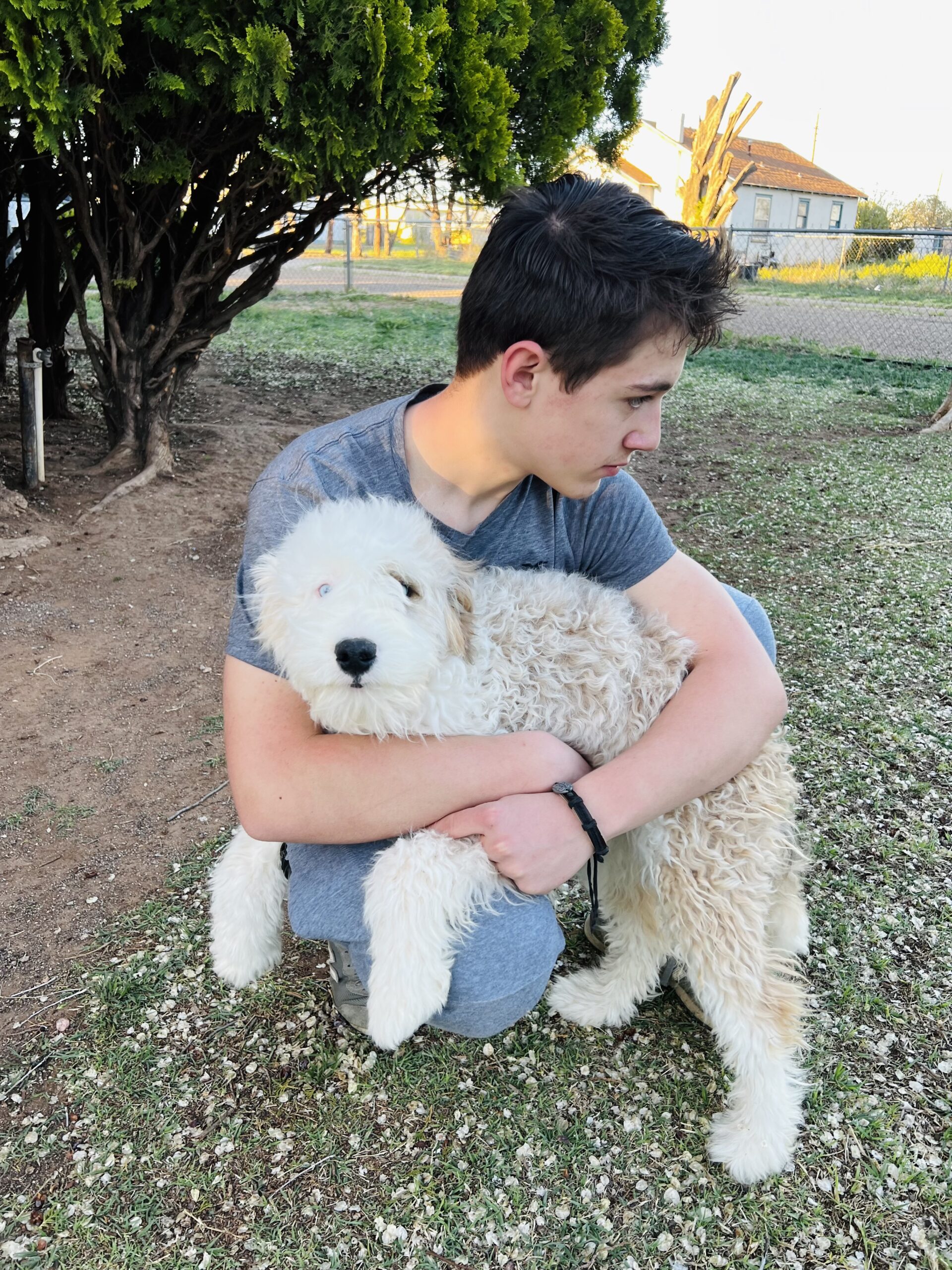 Mini sheepadoodle puppy at a young age before reaching full adult size