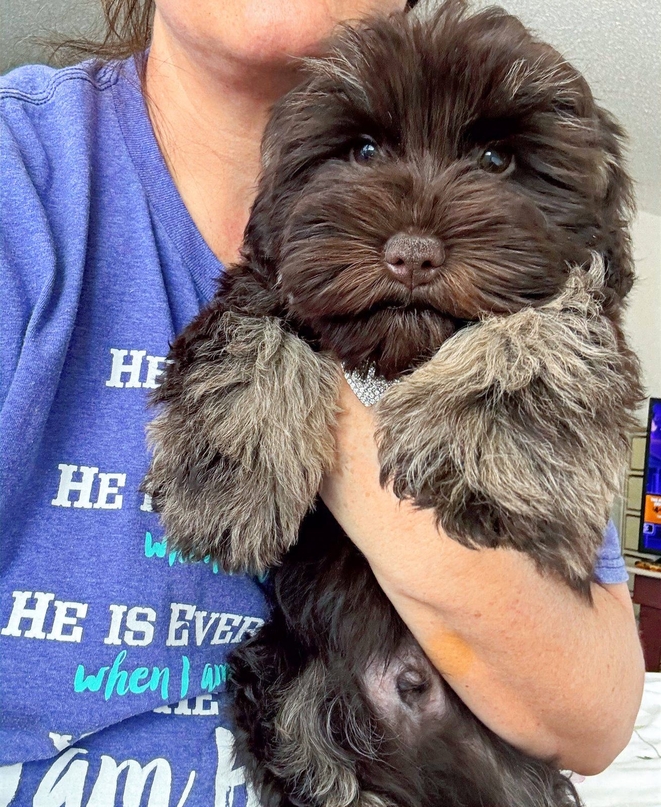 Sheepadoodle puppy showing curly Poodle-influenced coat texture