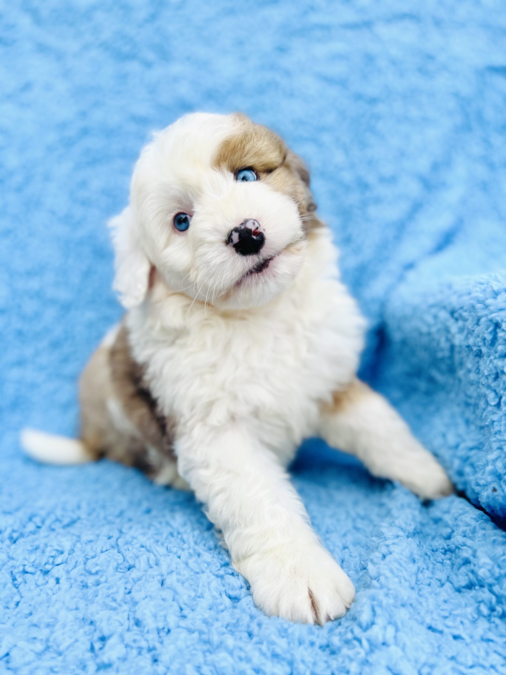Sheepadoodle puppy with soft wavy coat from Sunshine Sheepadoodles Texas