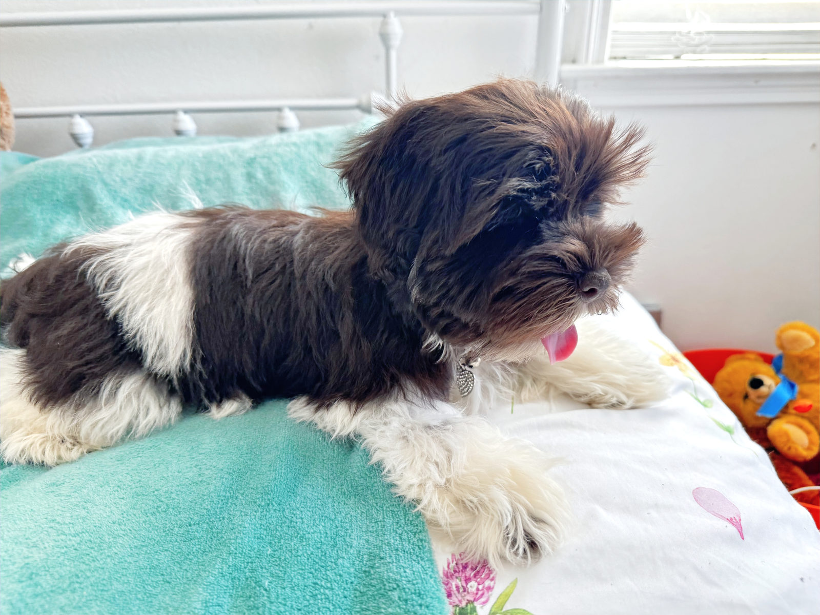 Adult sheepadoodle with low-shedding curly coat texture