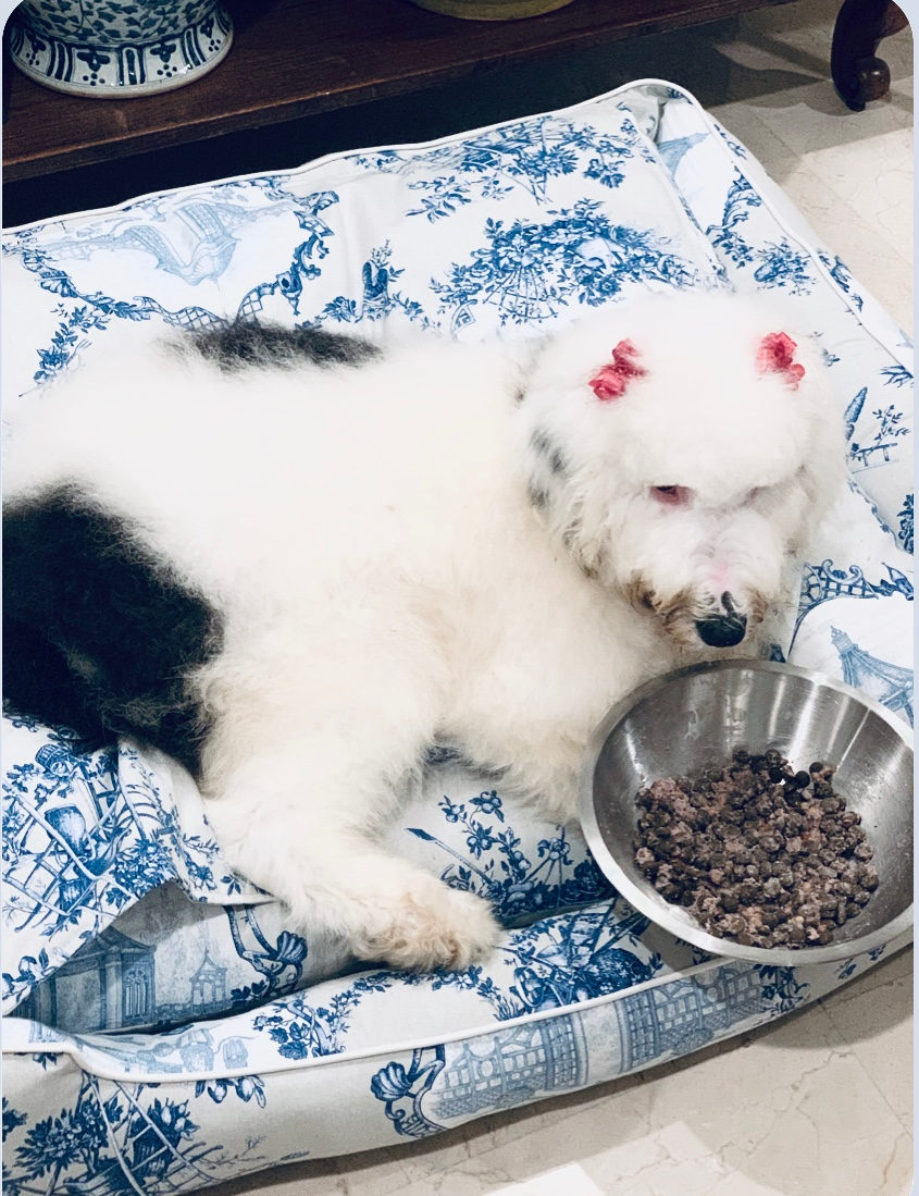 Sheepadoodle dog at home with family showing size relative to household living space
