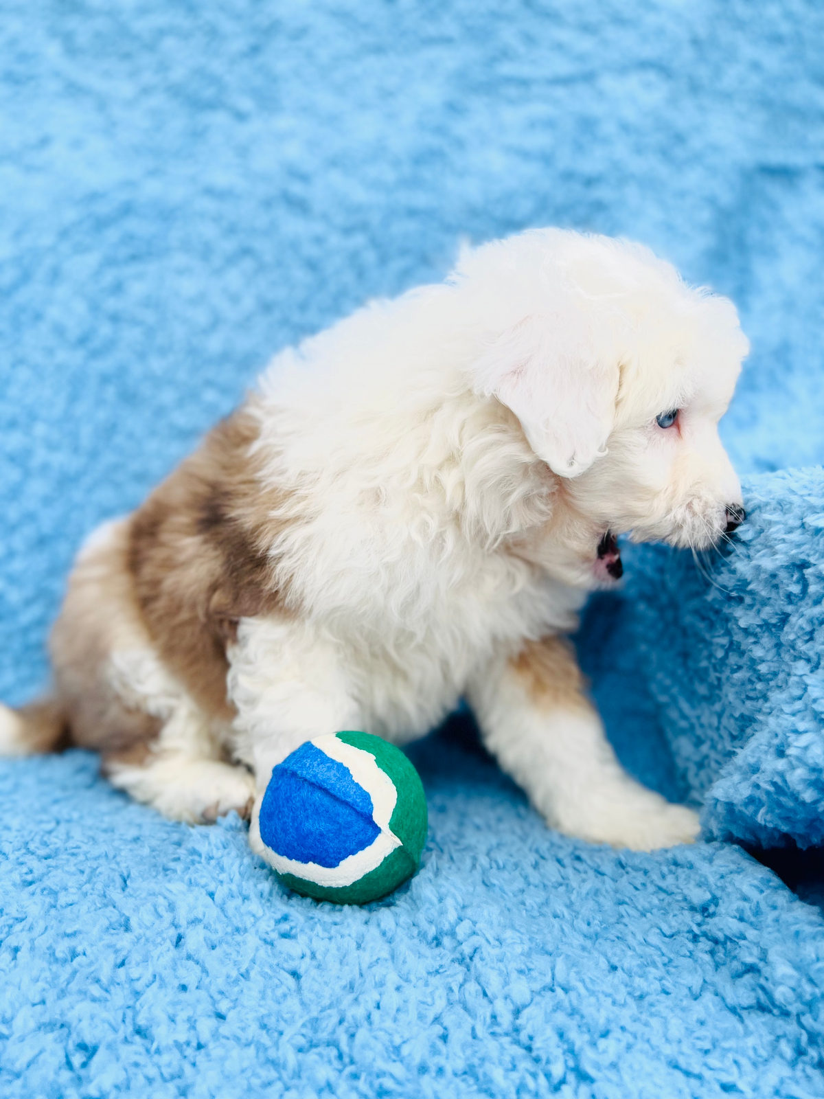 Sheepadoodle puppy playing showing intelligent and social temperament
