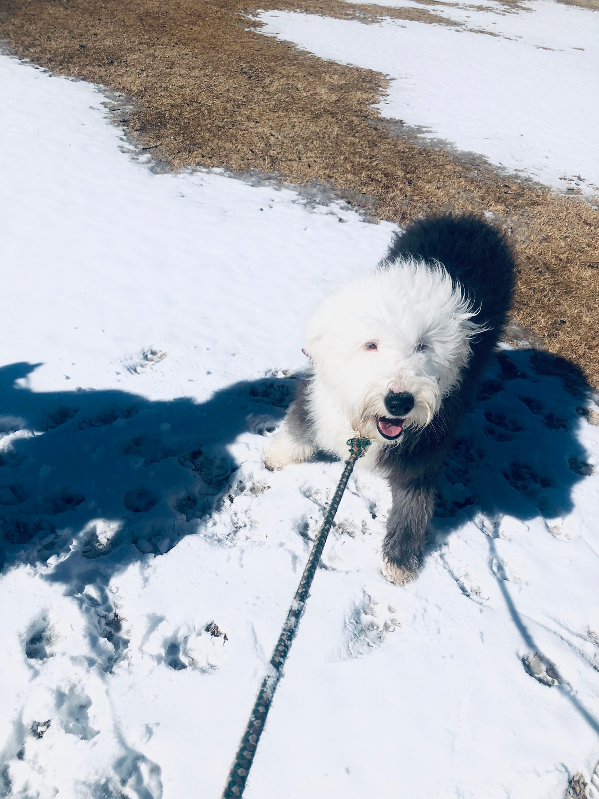 Family spending time with sheepadoodle puppy before adoption