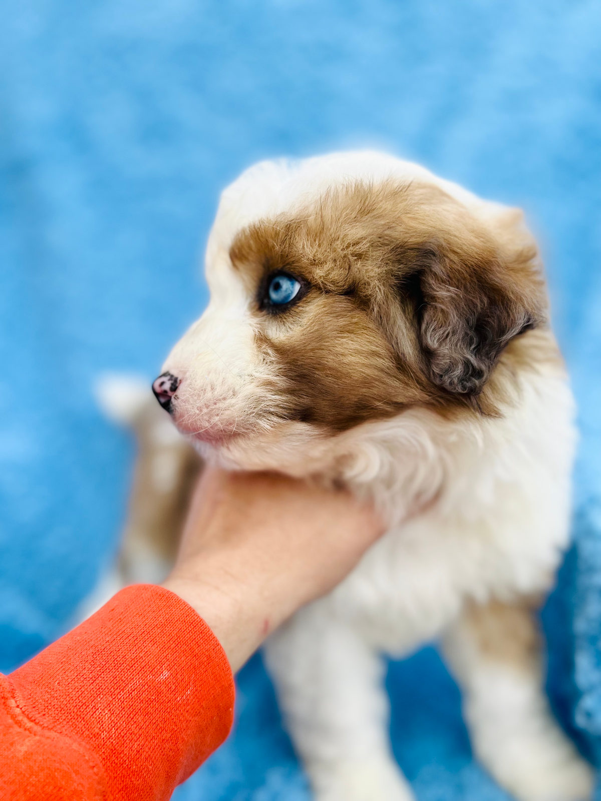 Sheepadoodle puppy with blue eyes and brown and white coat markings