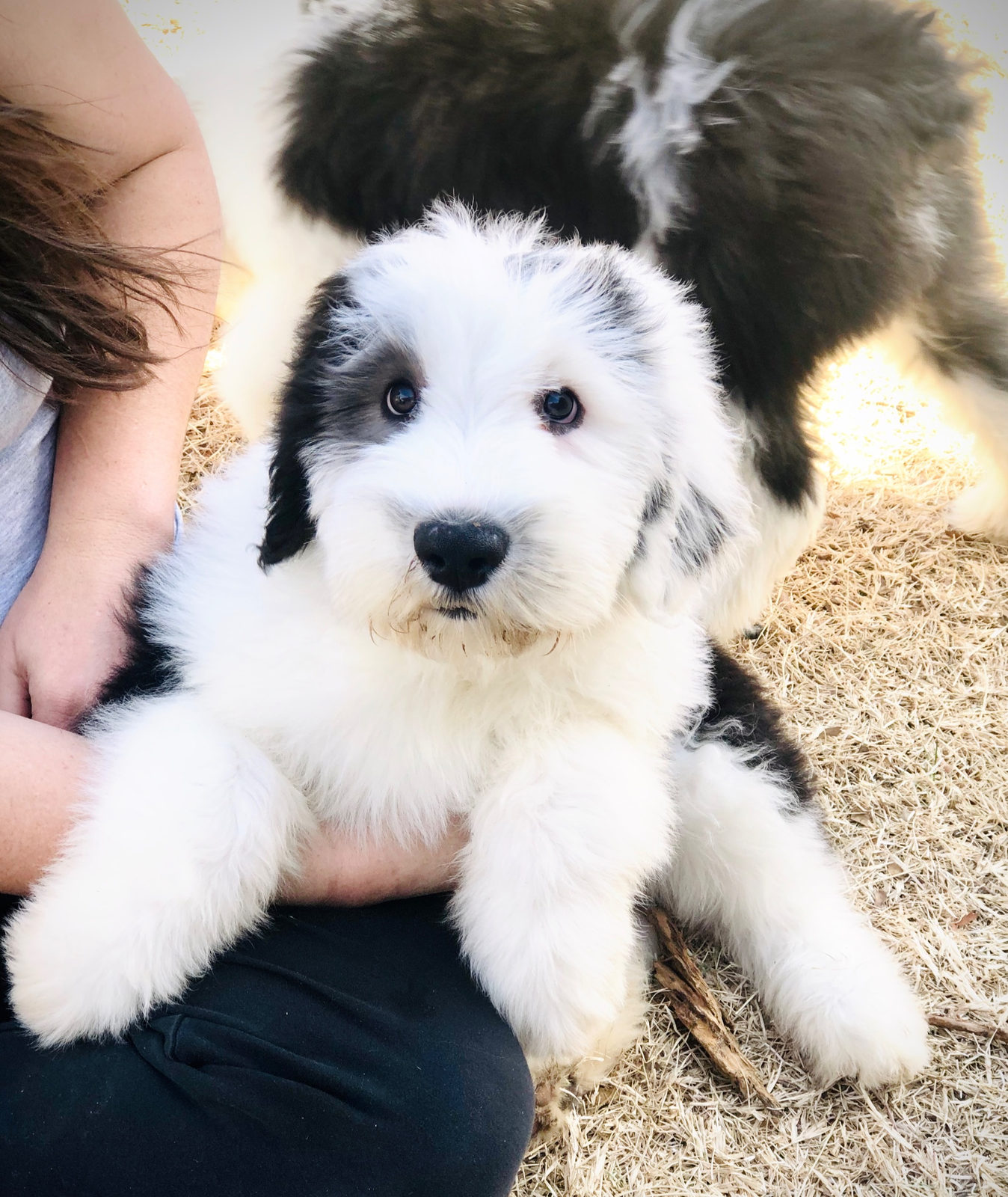 Sheepadoodle puppy eating from feeding guide portions