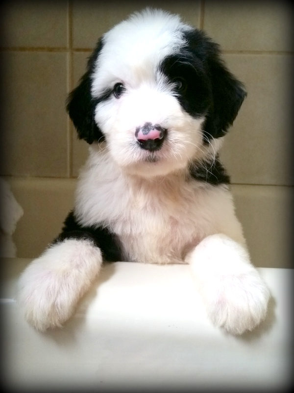 Black and white sheepadoodle puppy showing classic tuxedo coat pattern