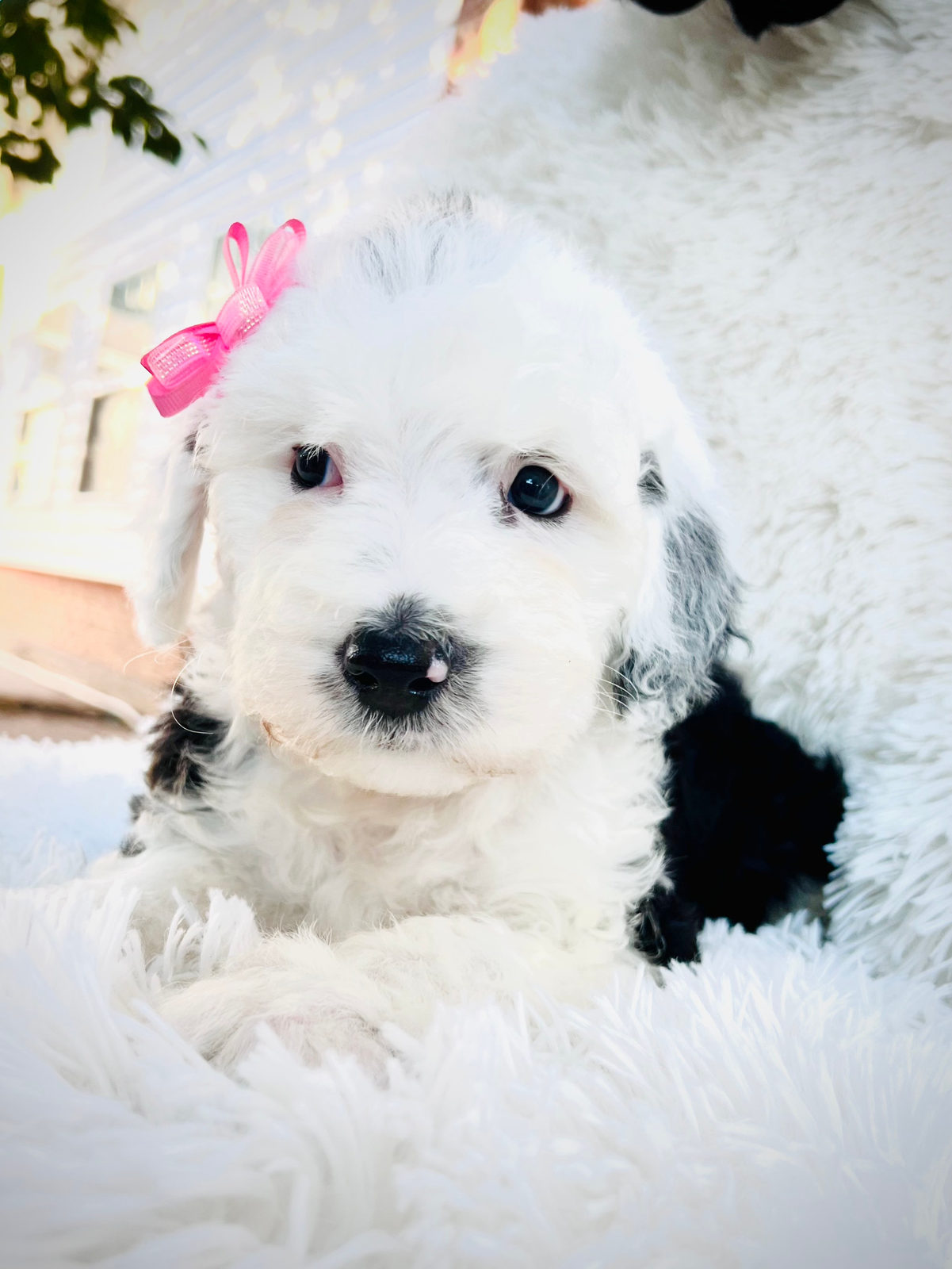 Healthy adult sheepadoodle dog from health-tested parents