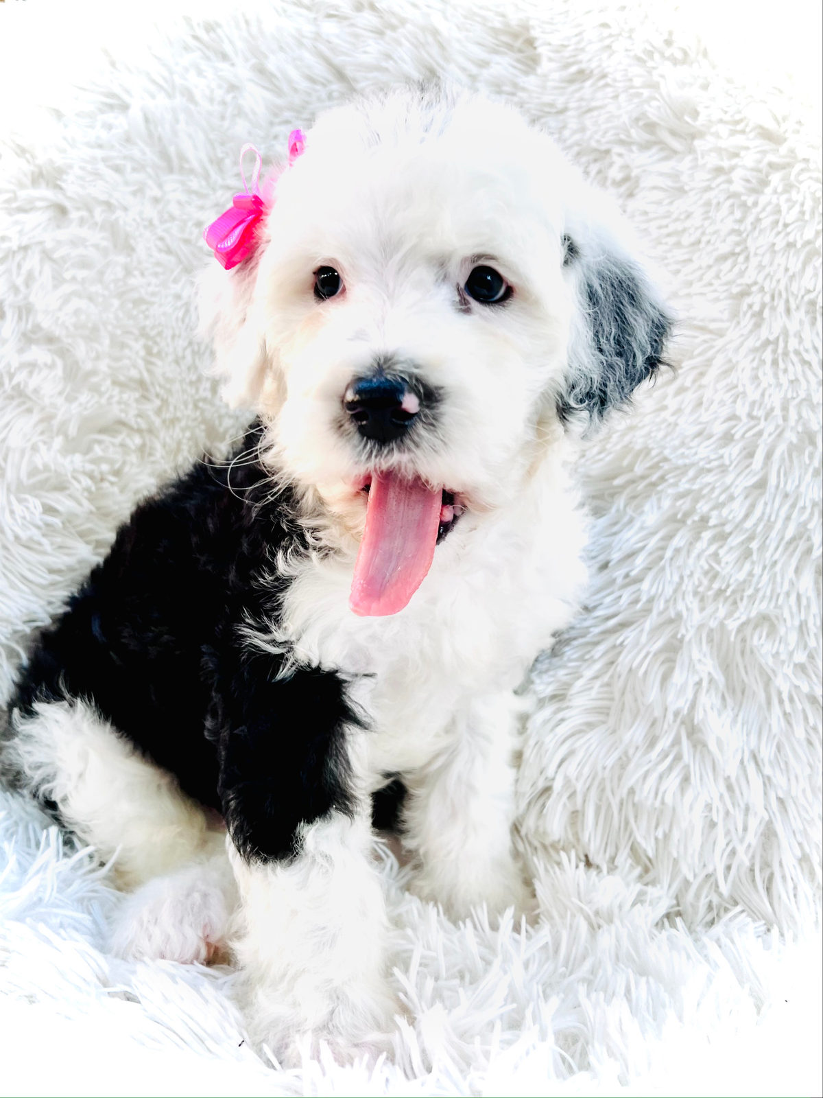 Groomed adult sheepadoodle dog with well-maintained low-shedding coat