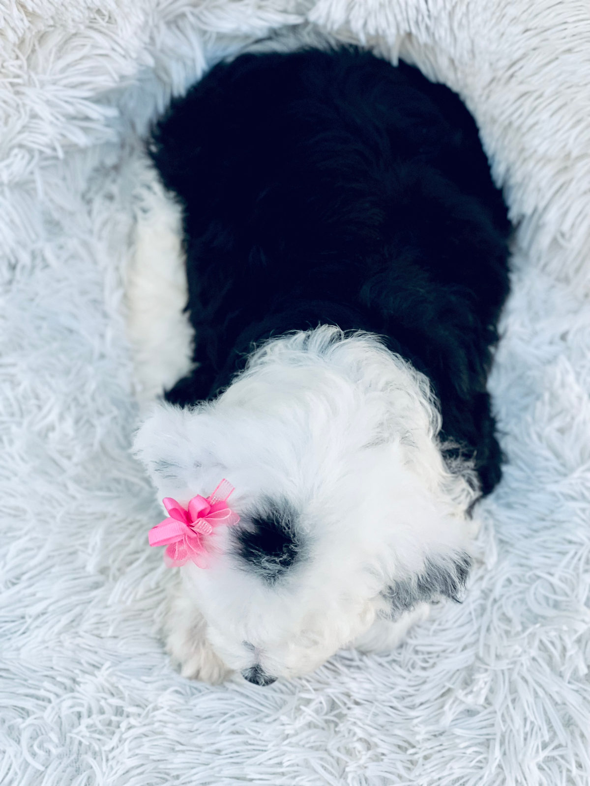 Adult sheepadoodle dog showing family-friendly temperament
