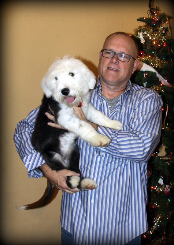 Sheepadoodle puppy at healthy weight showing proper feeding portions