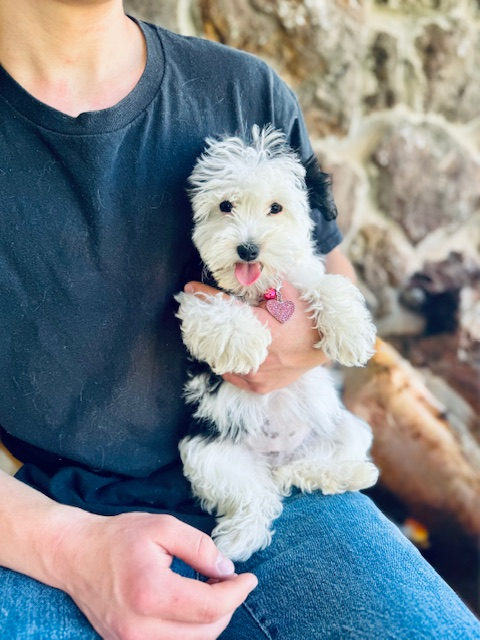Solid white and cream sheepadoodle puppy coat color