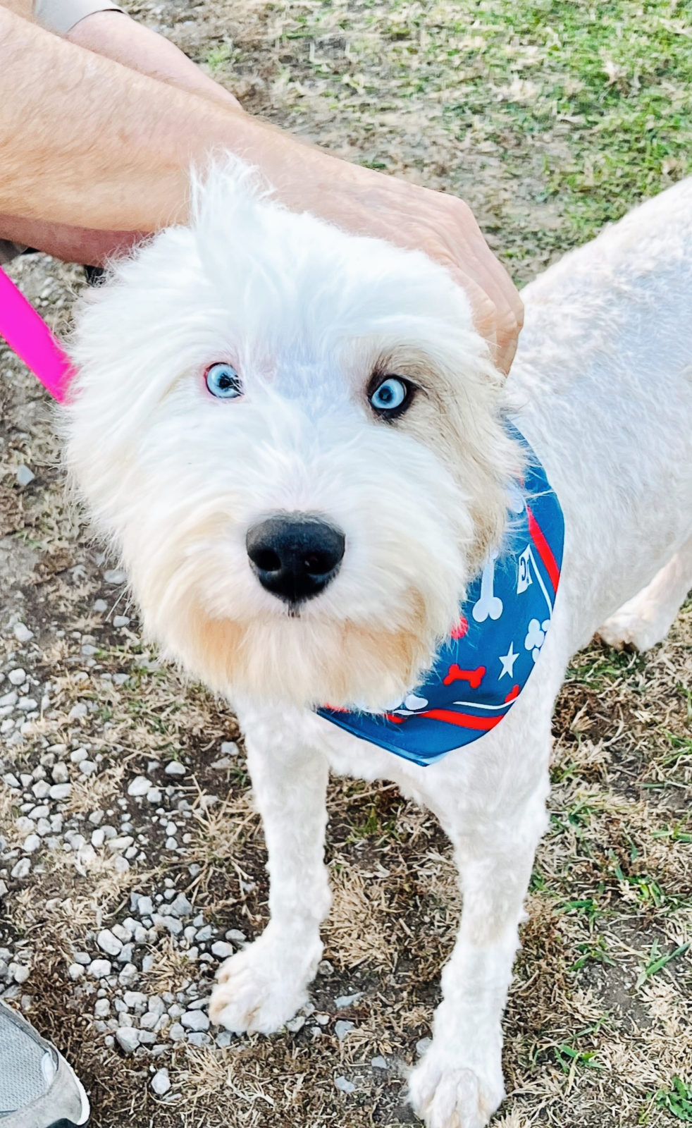Sheepadoodle puppy with large breed puppy food formula