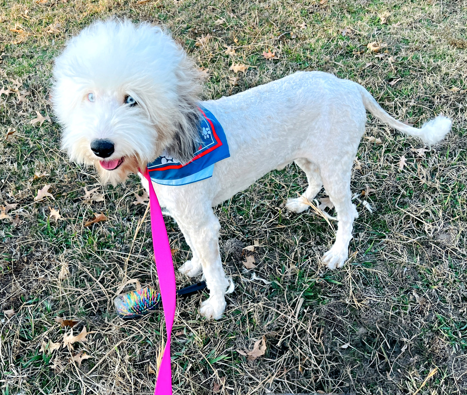 Adult sheepadoodle dog with blue eyes and white coat