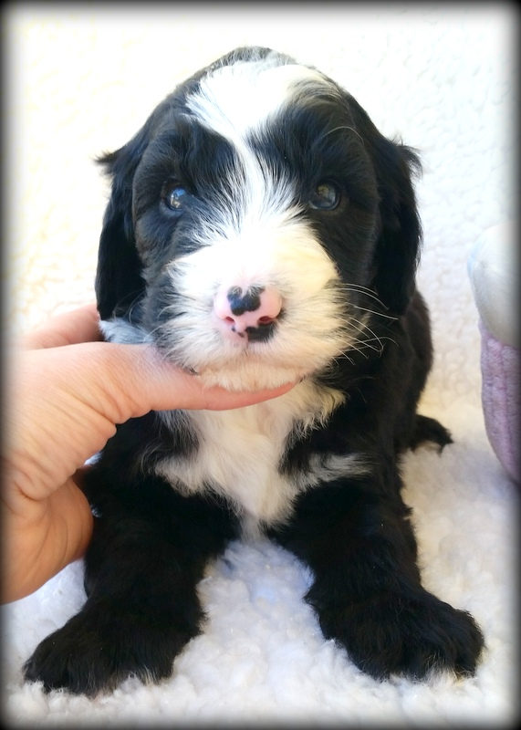 Sheepadoodle dog eating from slow feeder bowl to reduce bloat risk