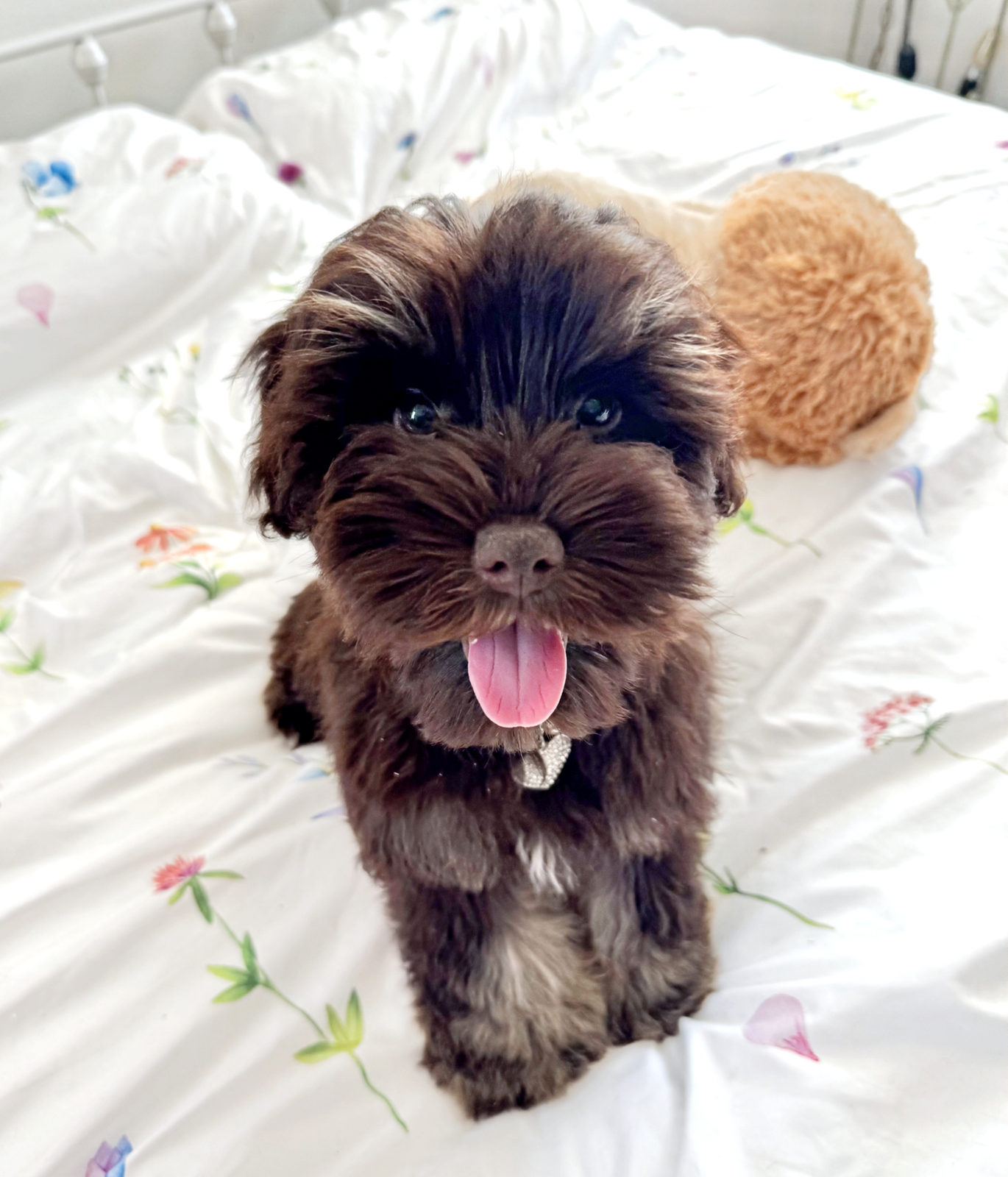 Sheepadoodle puppy inheriting low-shedding Poodle coat genetics