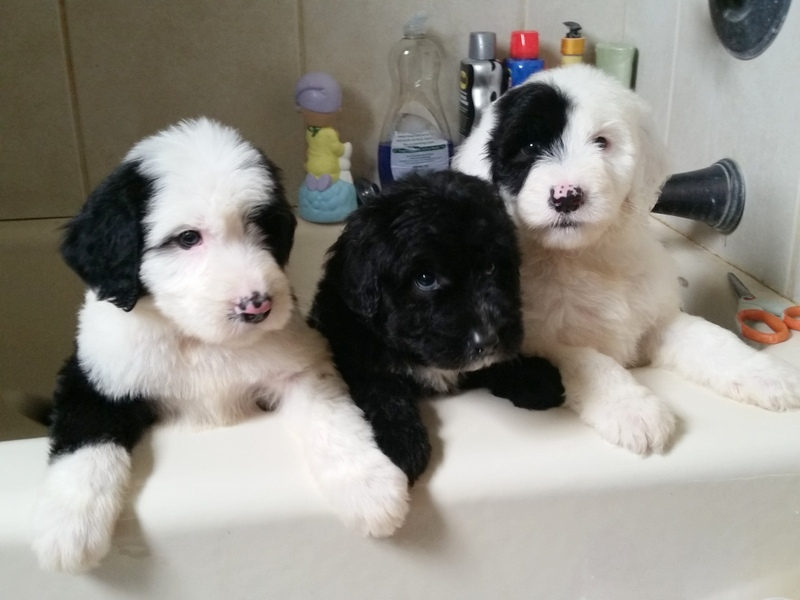 Sheepadoodle puppy with safe healthy treats and food