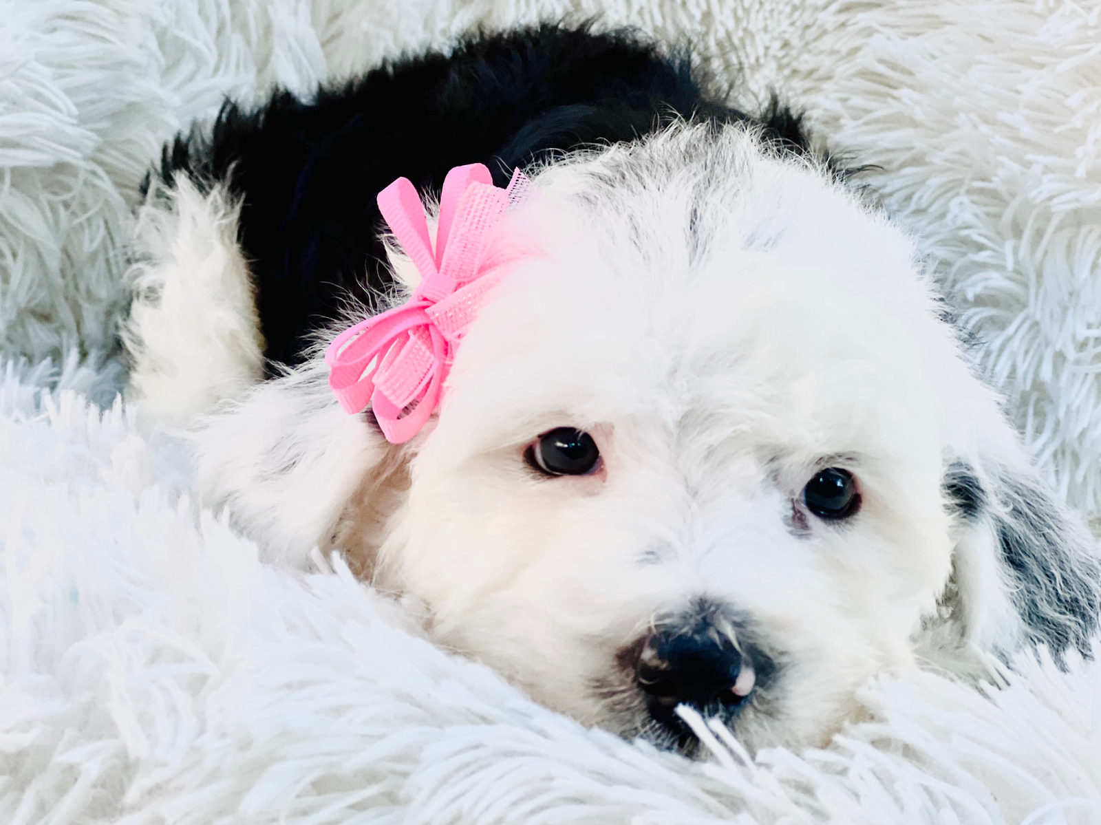 Medium moyen sheepadoodle dog showing mid-sized build between mini and standard