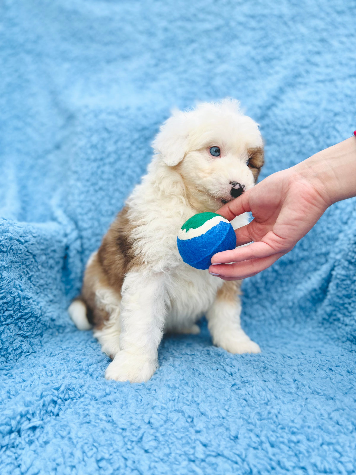 Sheepadoodle puppy transitioning between dog food brands gradually