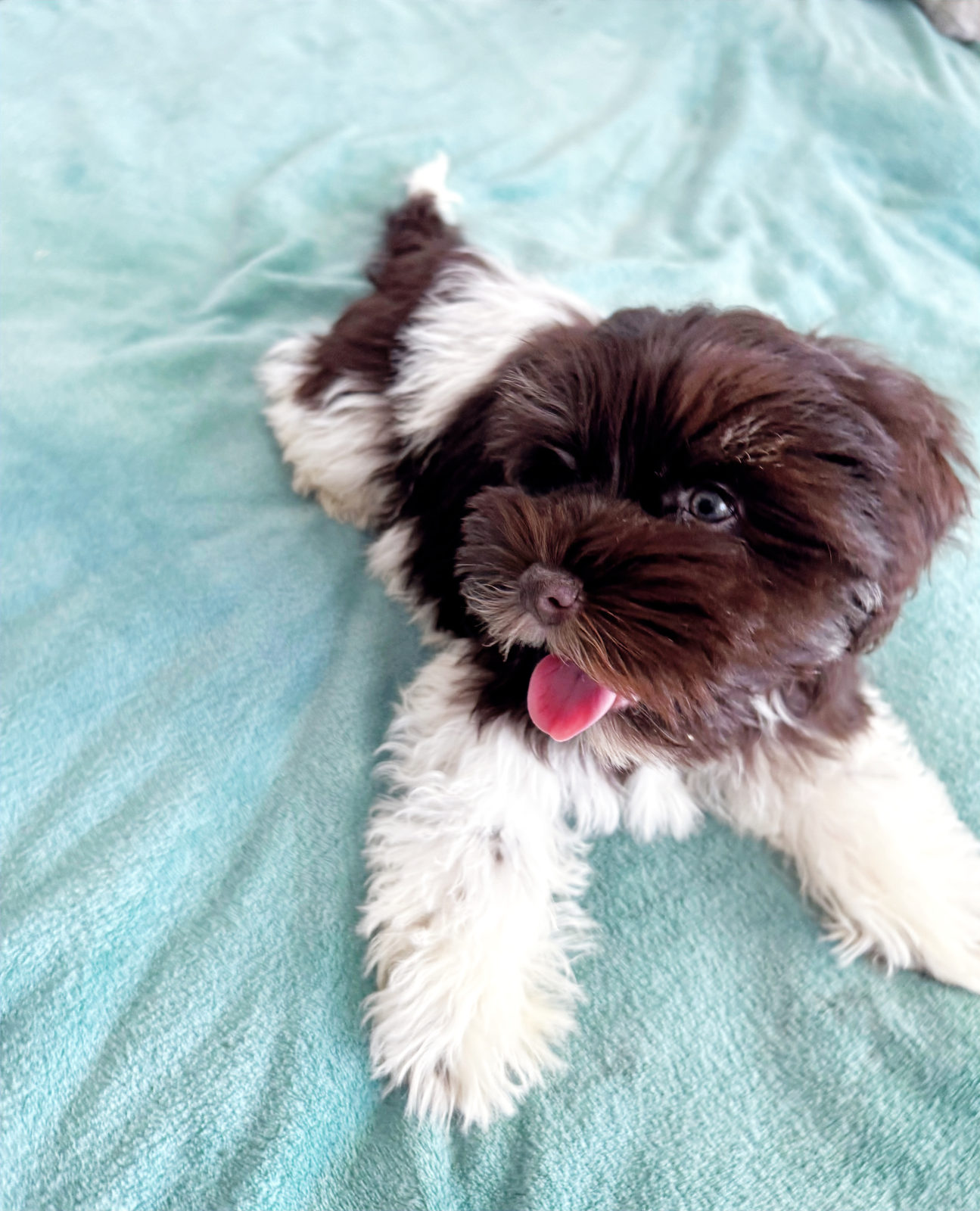 Sheepadoodle puppy ready to go home with new family
