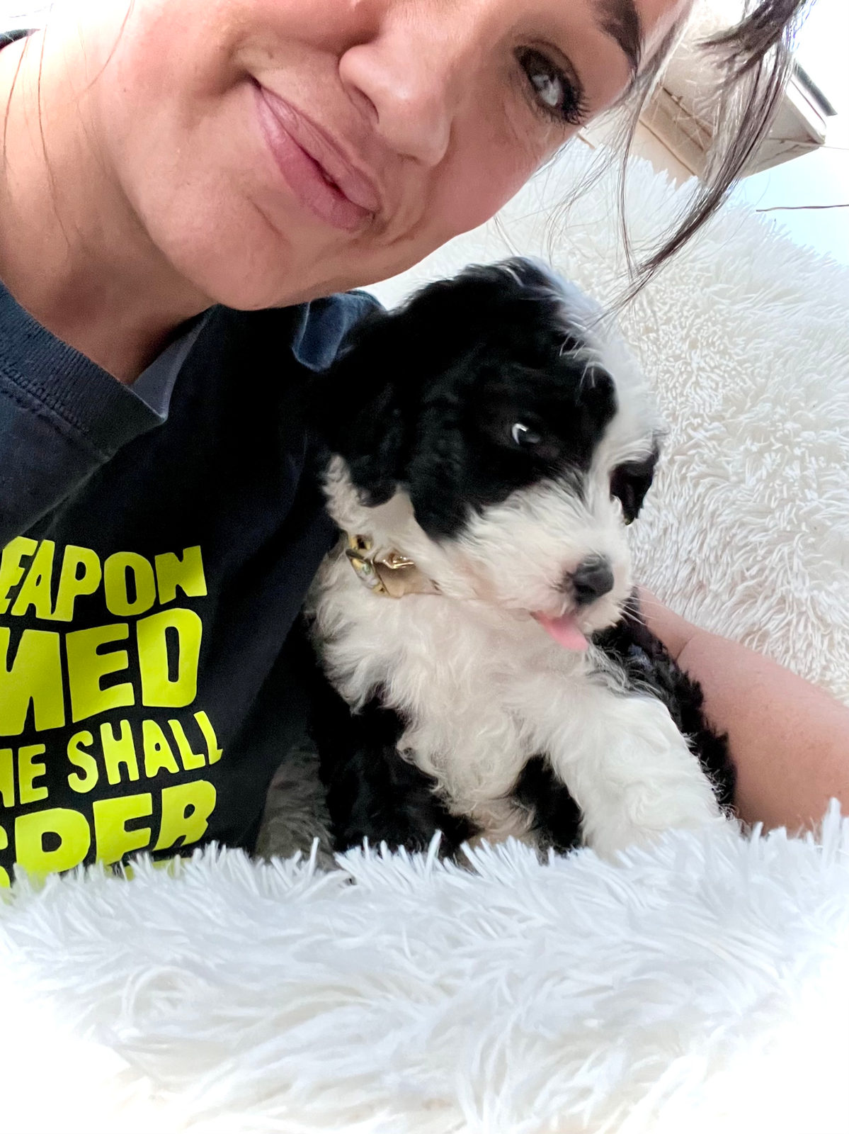Adult sheepadoodle dog relaxing at home showing calm adult temperament