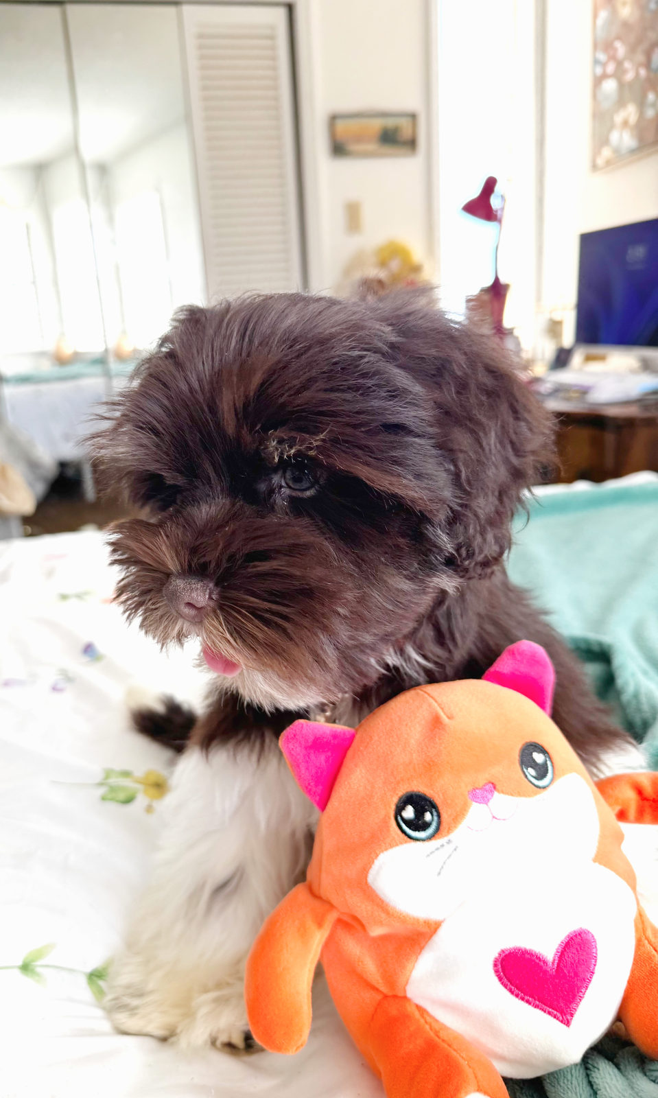 Dark chocolate brown sheepadoodle puppy coat color