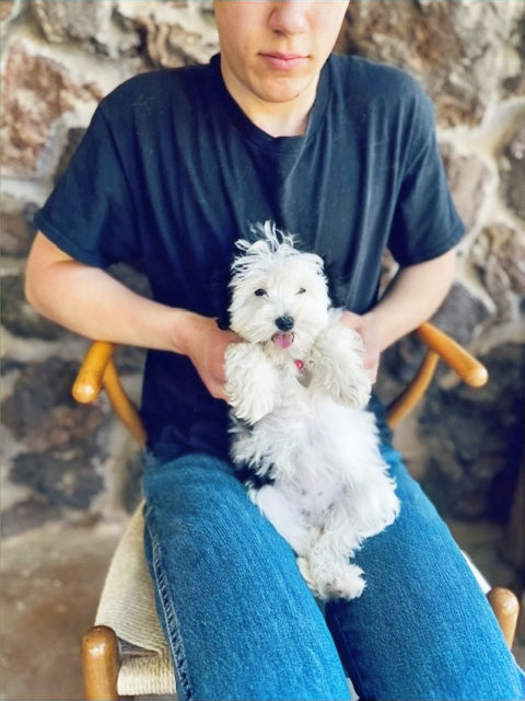 Family raised sheepadoodle puppy socialized before going home