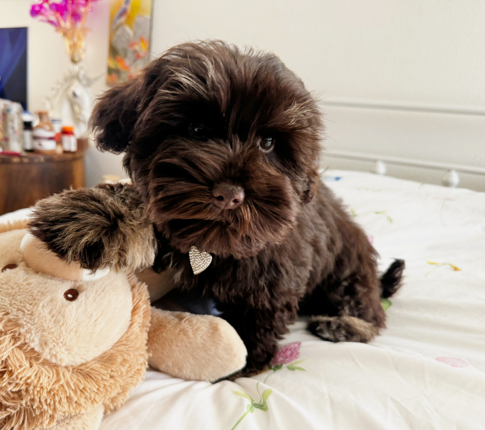 Dark brown sheepadoodle puppy coat that may lighten with age