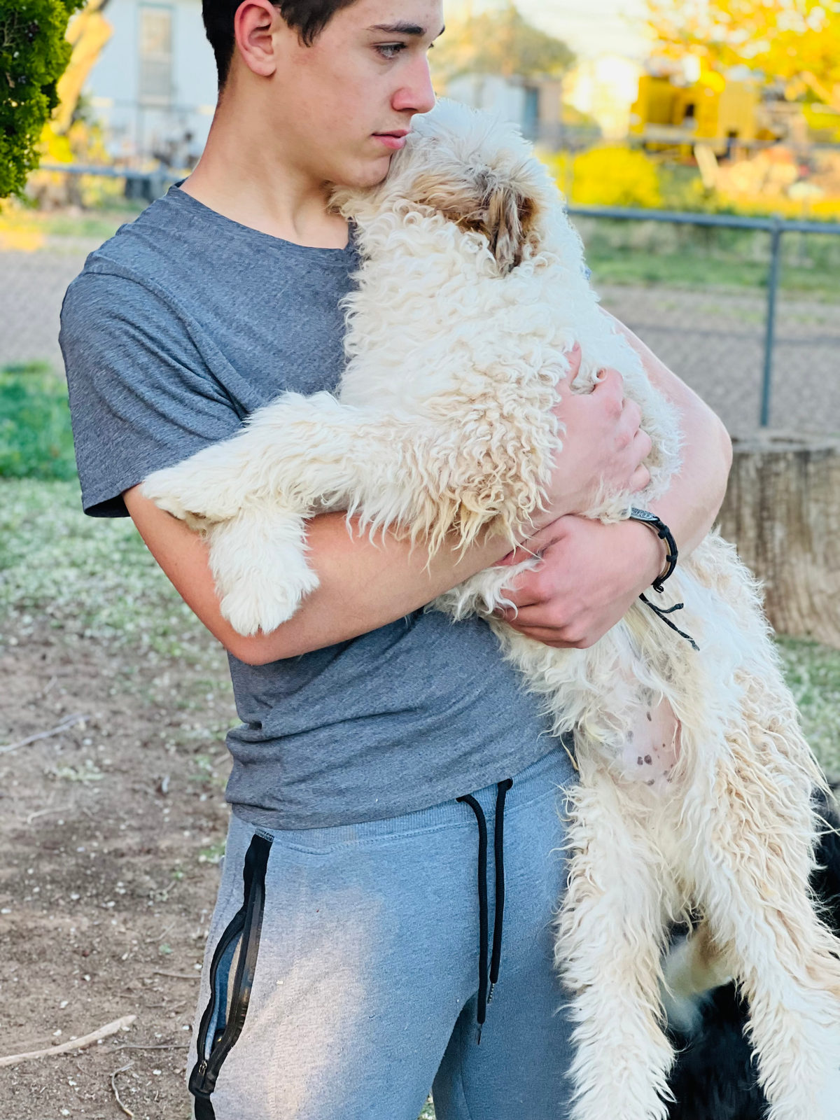 Sheepadoodle puppy with vaccination and microchip records ready for new home