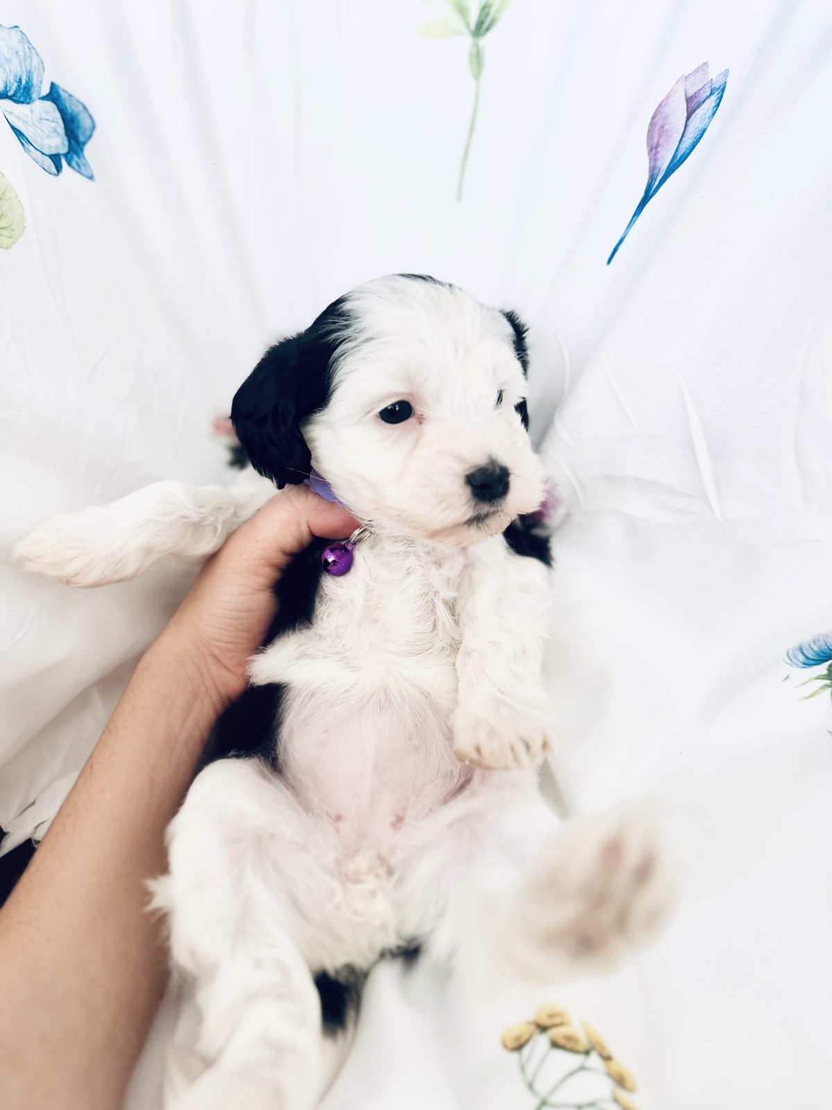 Well-groomed sheepadoodle dog with brushed low-shedding coat