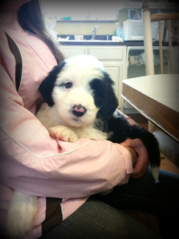 Sheepadoodle puppy being brushed to prevent matting