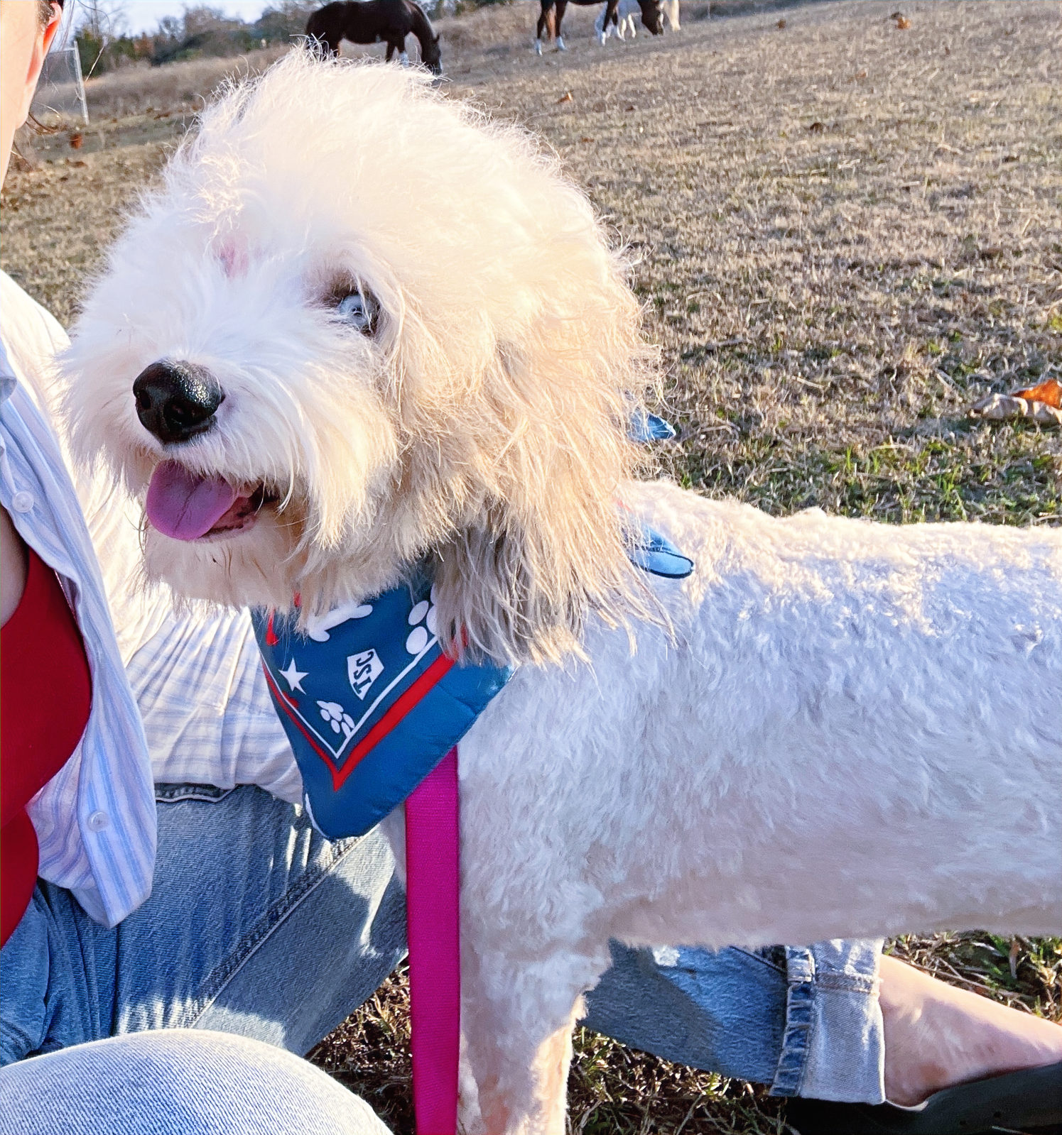 Sheepadoodle puppy exploring new home after adoption
