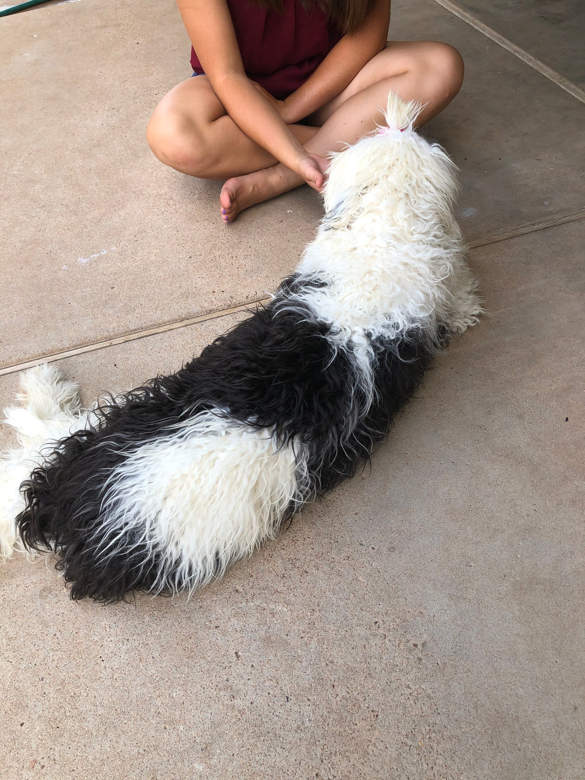 Sheepadoodle puppy representing cost and budgeting guide