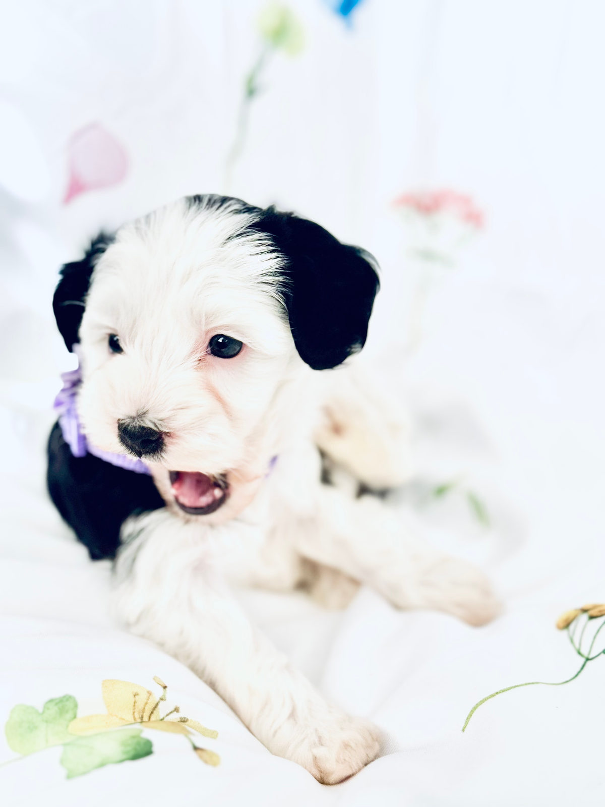 Sheepadoodle dog with healthy well-maintained coat free of matting