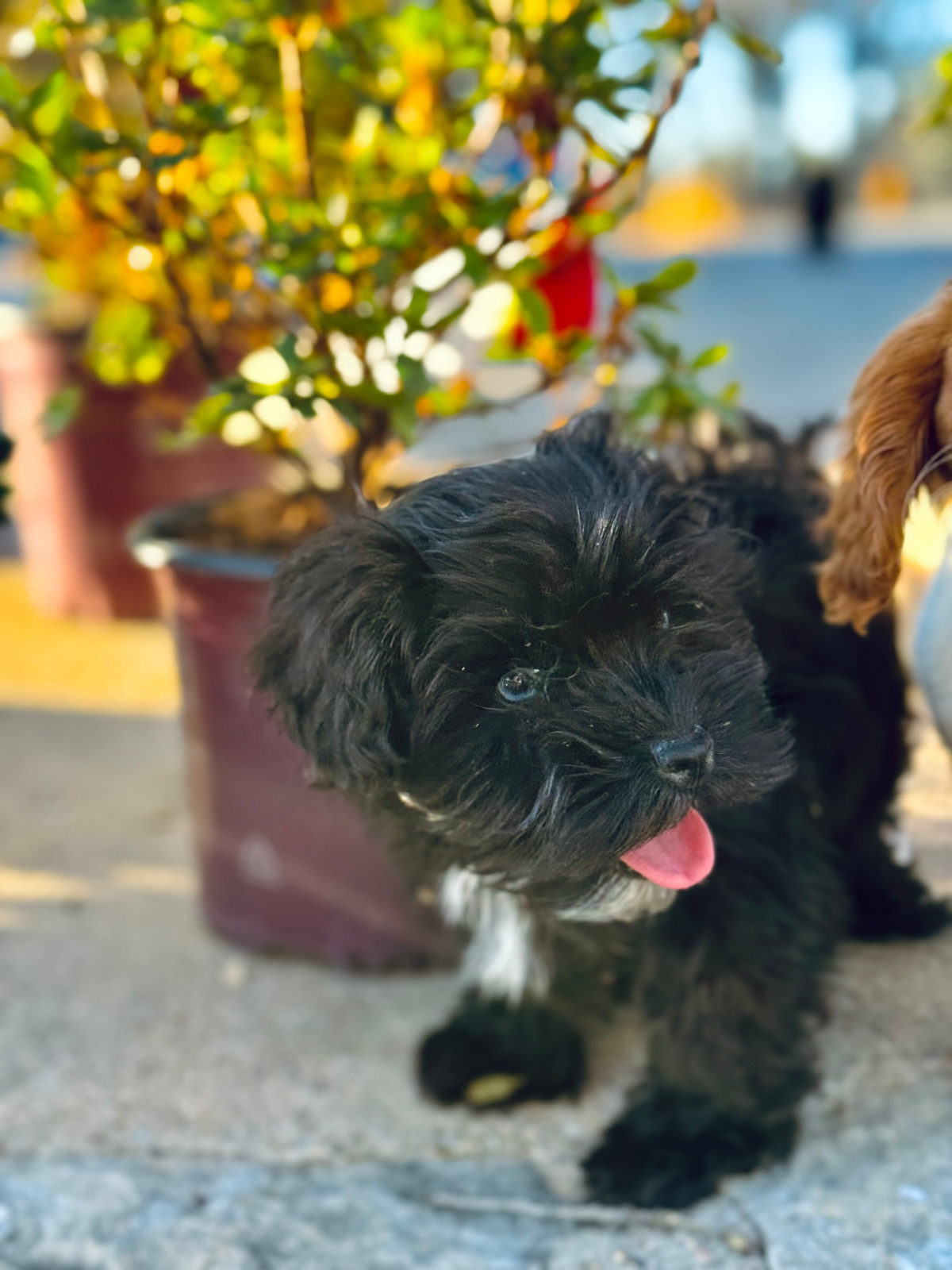Sheepadoodle puppy ready to meet new family after reservation process