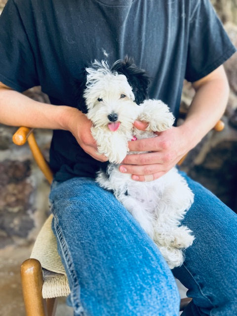 Healthy sheepadoodle dog showing typical breed lifespan and vitality