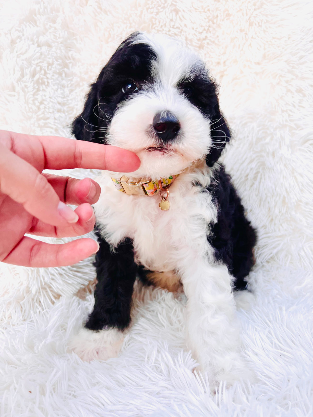 Sheepadoodle puppy with health-tested parents affecting price