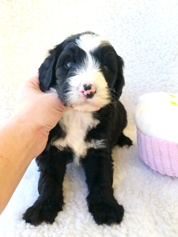 Sheepadoodle puppy after bath being dried to prevent matting