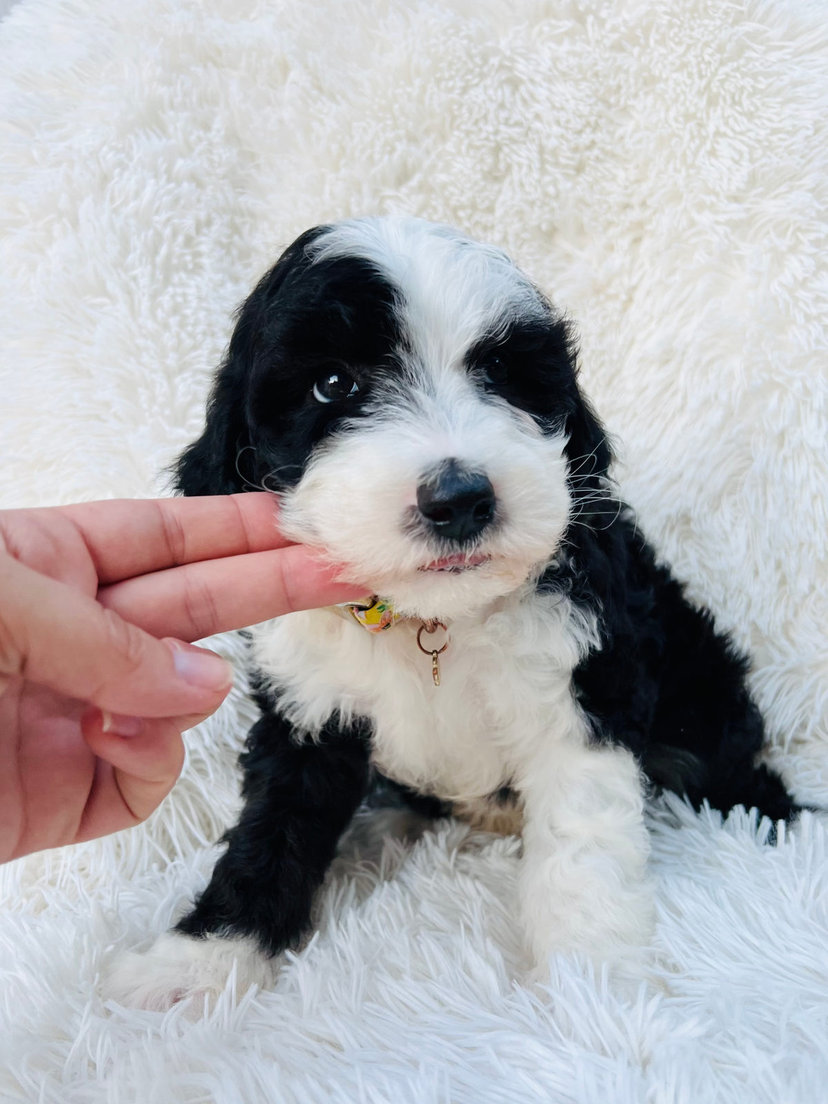 Responsibly bred sheepadoodle puppy from health-tested parents