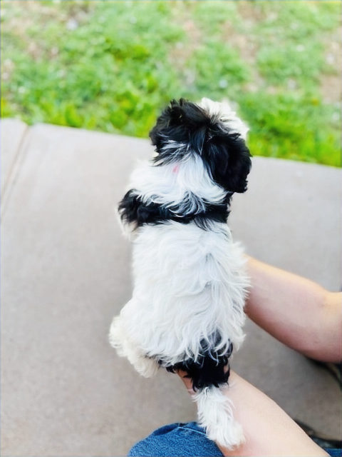 Adolescent sheepadoodle transitioning from puppy coat to adult coat