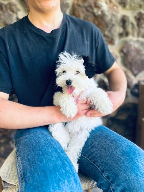 Micro sheepadoodle puppy showing smallest sheepadoodle size class