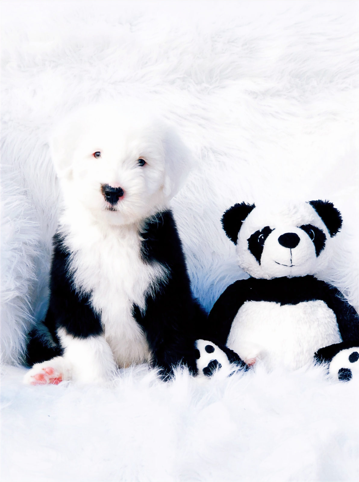 Sheepadoodle available for adoption as budget-friendly alternative