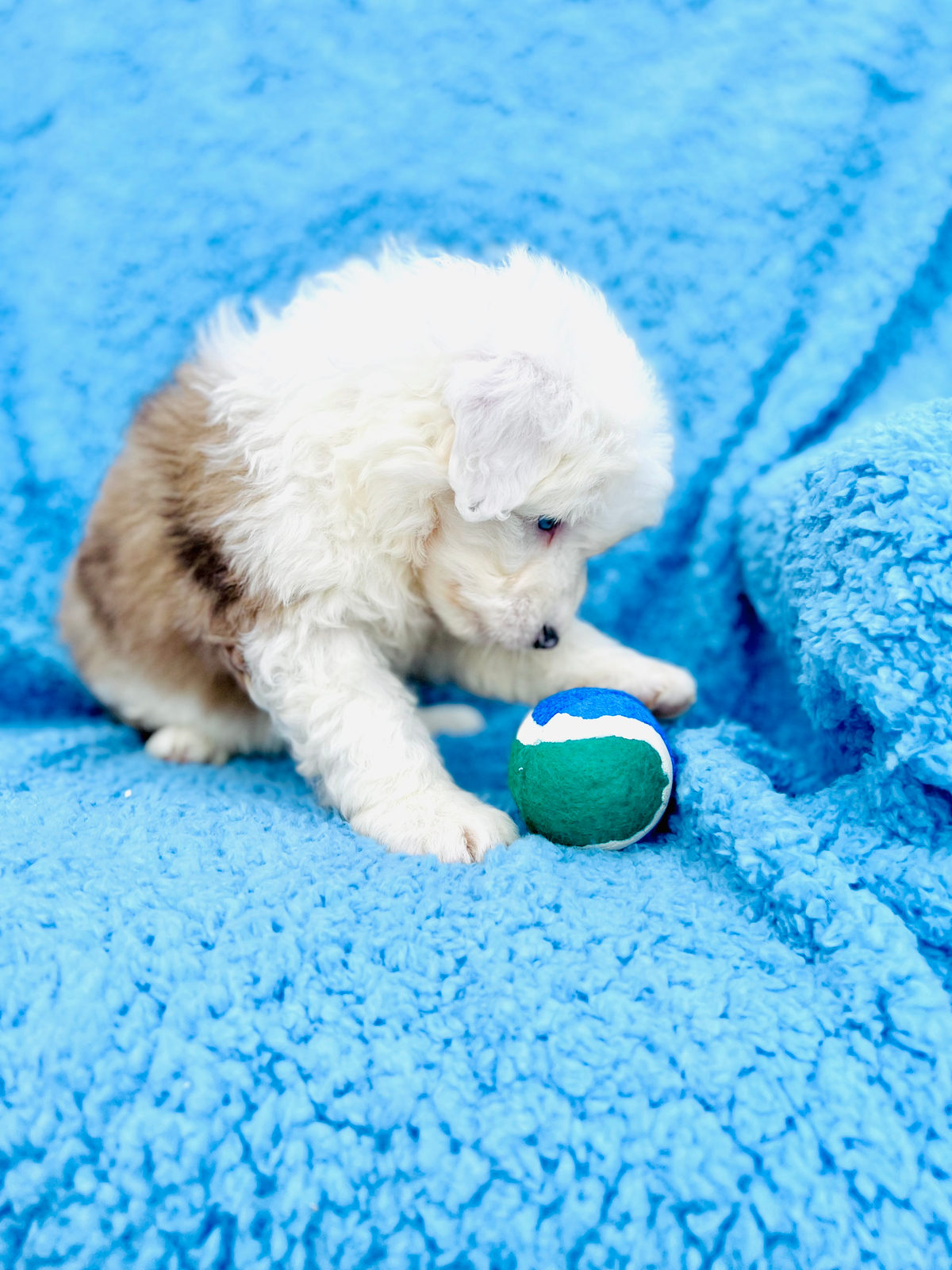 Mini sheepadoodle puppy from Sunshine Sheepadoodles used to illustrate sheepadoodle size guide
