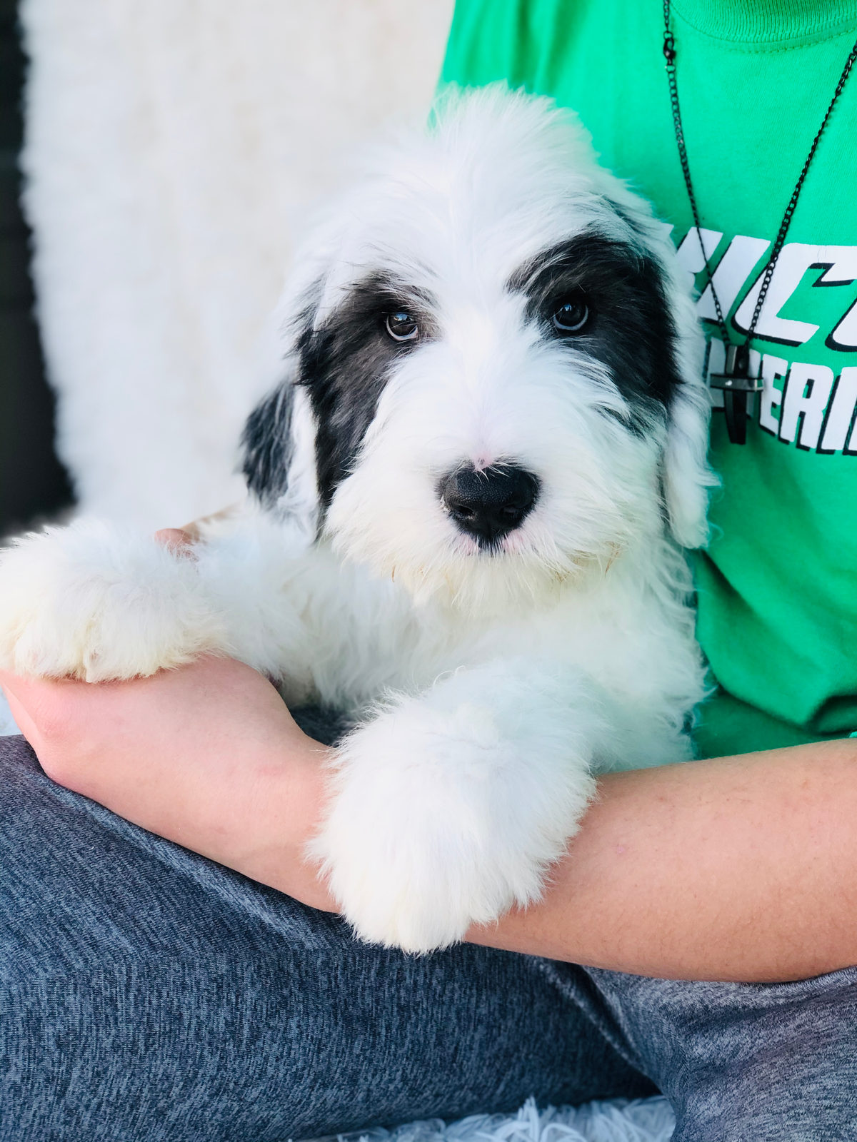 Standard-sized adult sheepadoodle dog showing largest sheepadoodle size class