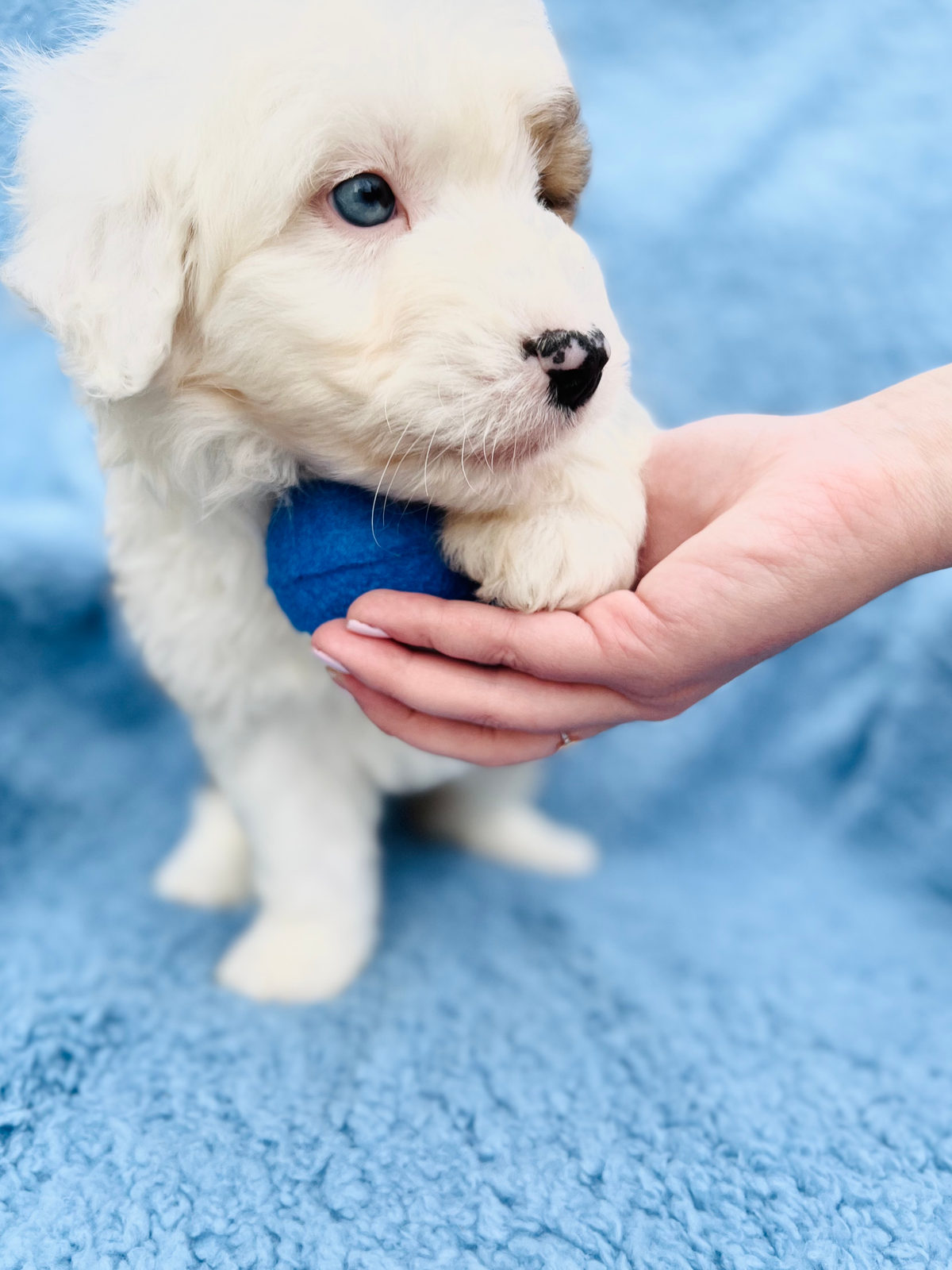 Sheepadoodle puppy with parents contributing to breed lifespan genetics