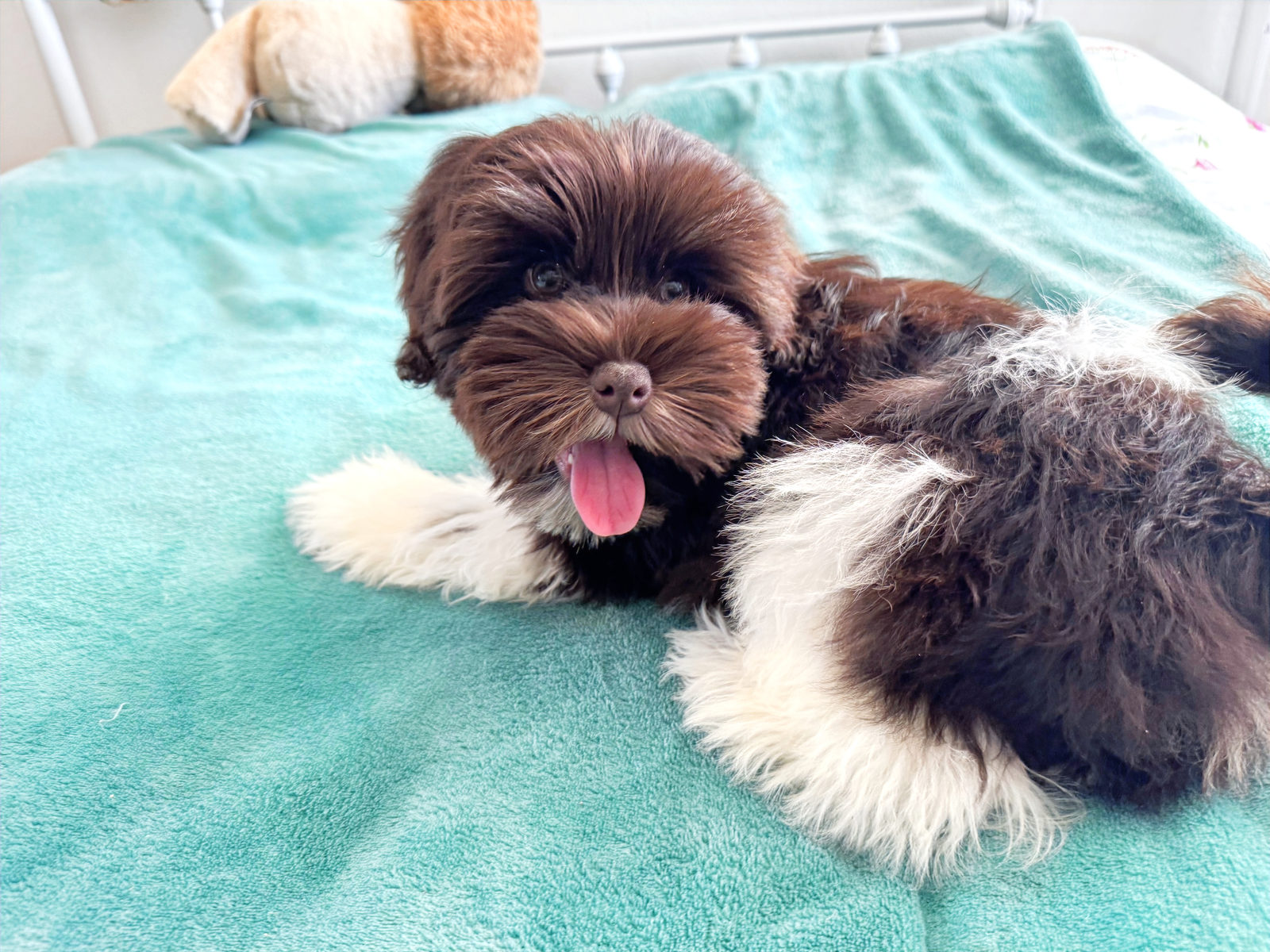 Sheepadoodle puppy with complete documentation and health testing