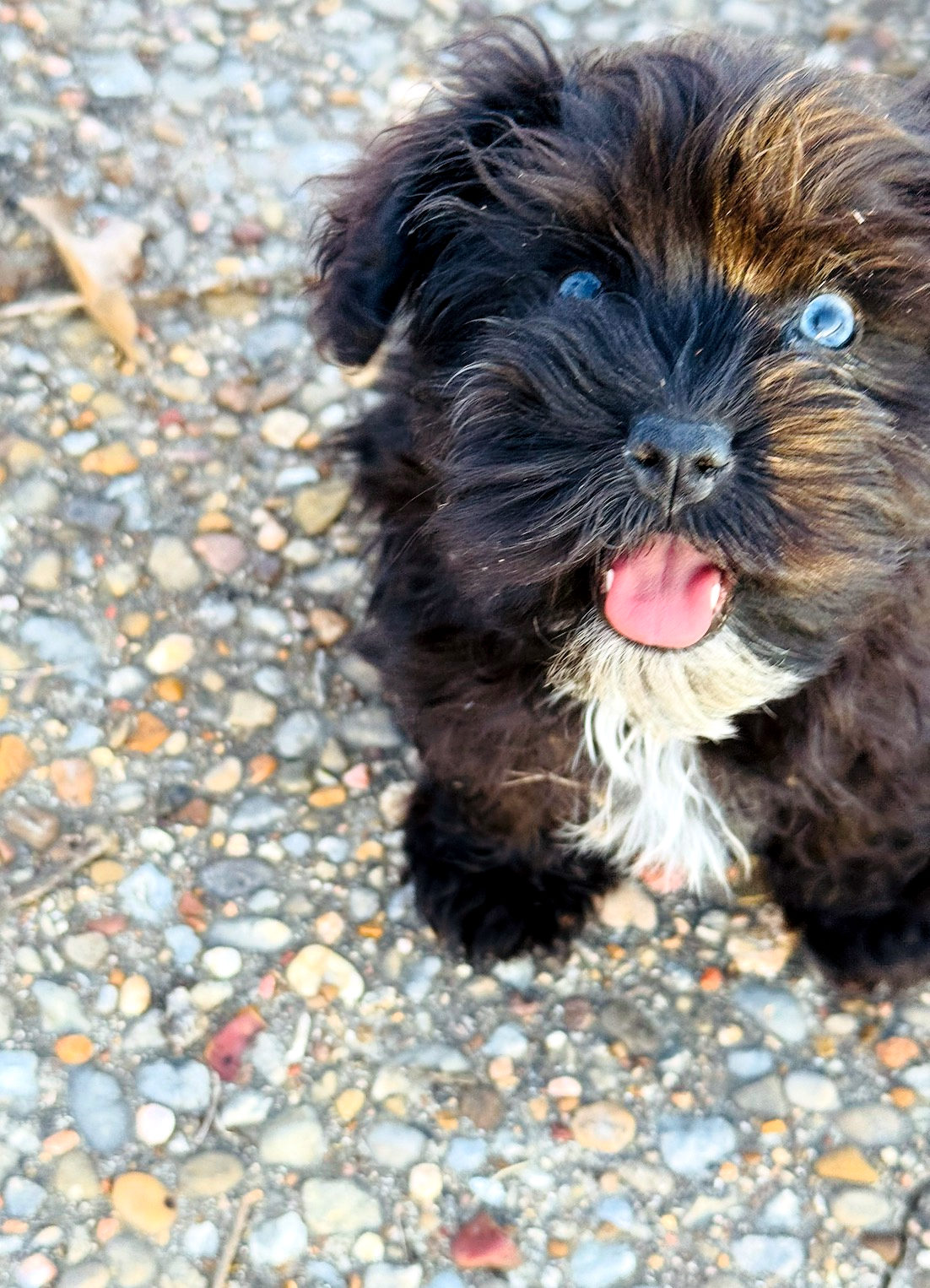 Sheepadoodle dog at veterinary checkup for routine health screening