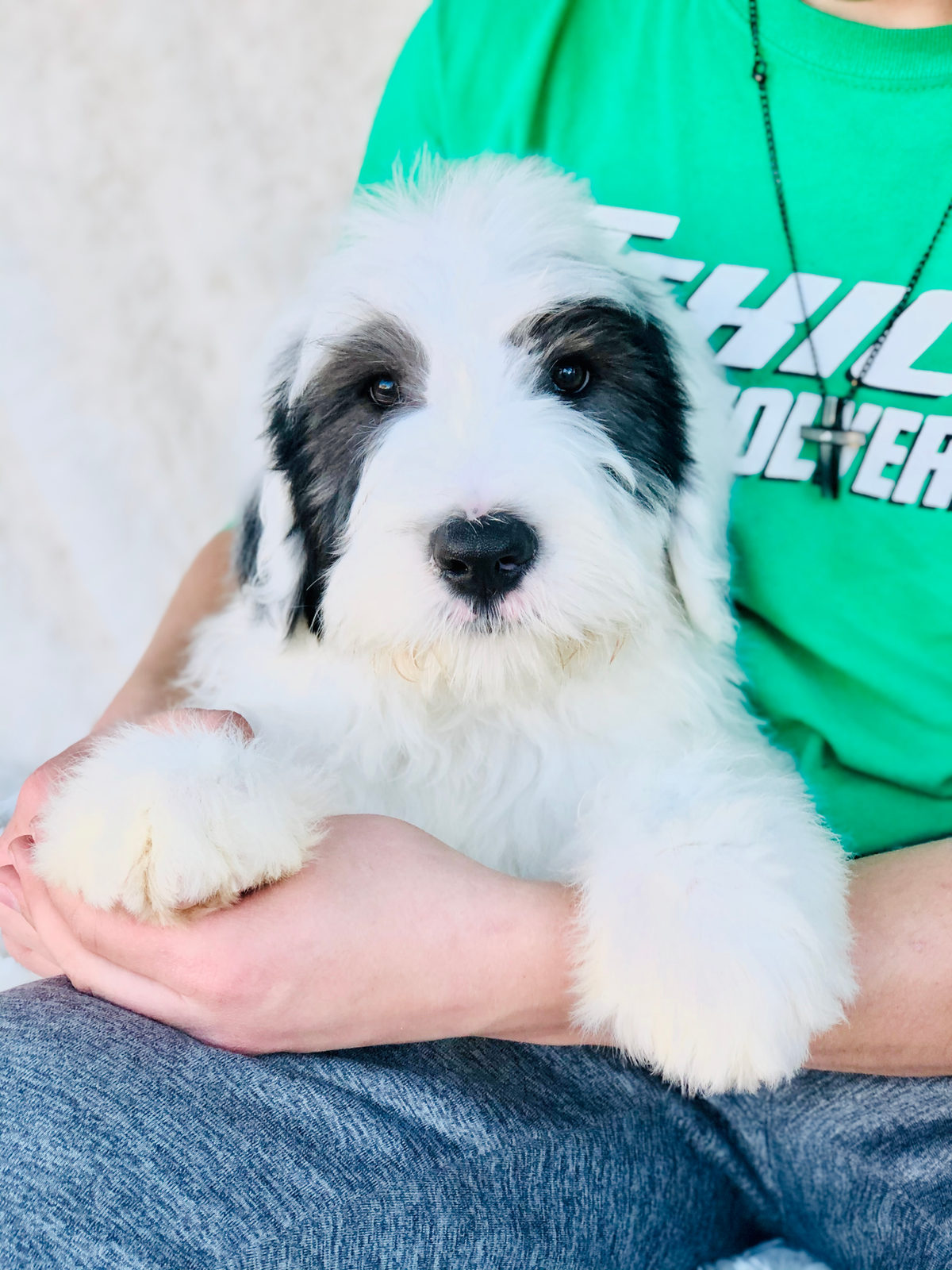 Adult sheepadoodle dog representing long-term cost of ownership