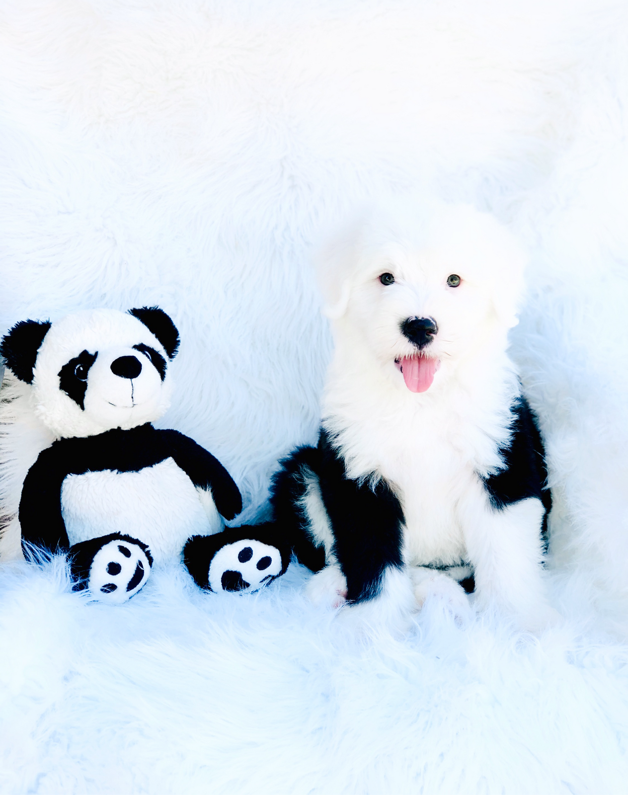 New sheepadoodle puppy during first month training at home