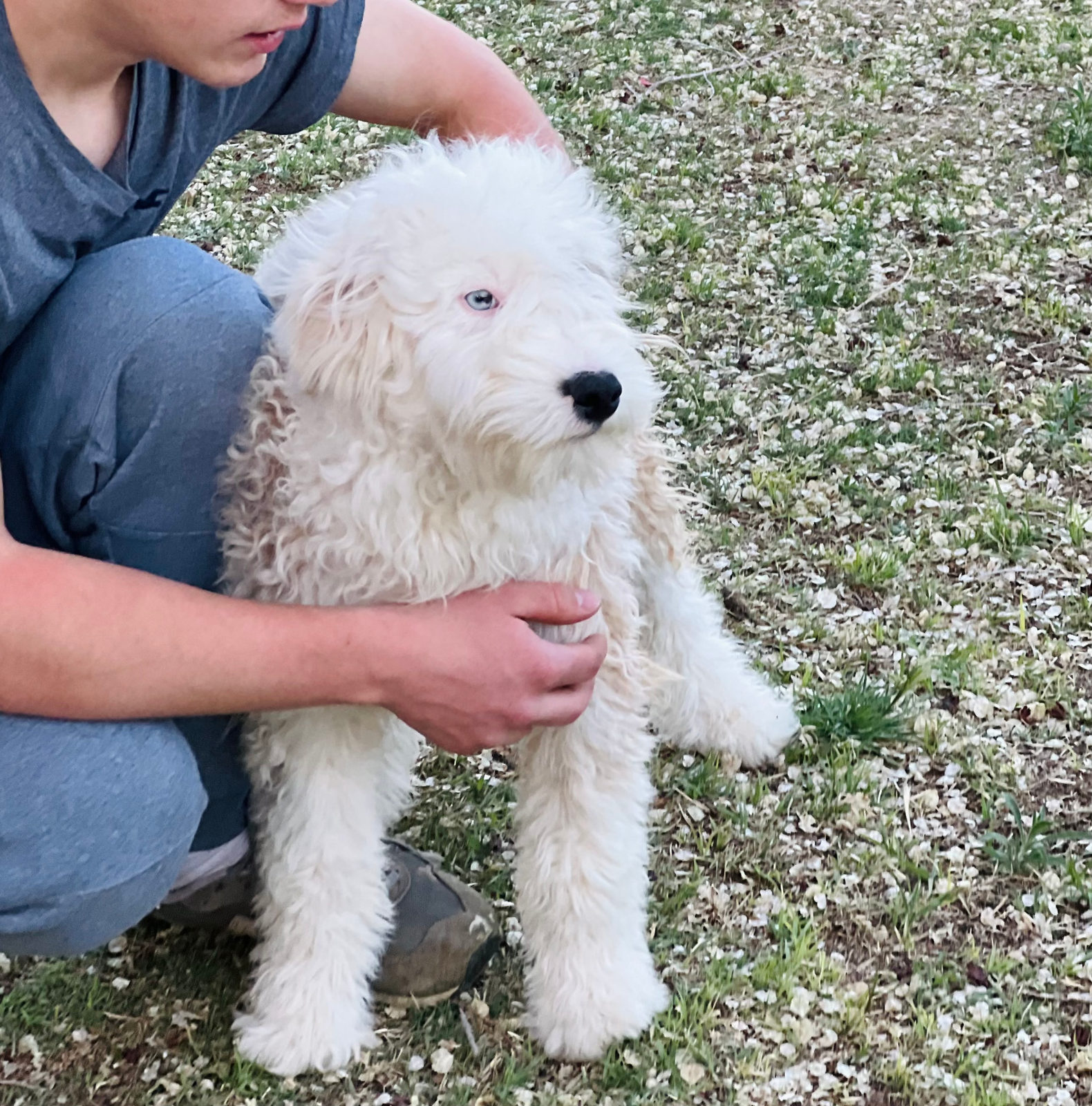 Sheepadoodle puppy compared to Labradoodle breed
